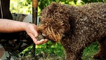 Full day experience | Truffle hunting in Assisi