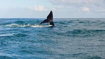 Whale Watching Tour in Hermanus 
