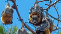 Flying Fox Experience, Thousands of Australia's Largest Bat