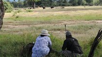 Zambezi National Park Walking Safari with Picnic Break Fast