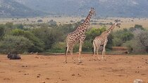 Full day Pilanesberg Safari Tour