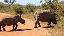 Rhino and Lion Park Safari Tour