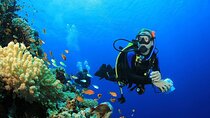 Full Day Coral Garden Diving & Snorkeling with Lunch :Marsa Alam