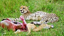  2 Days 1 Night Amboseli National Park Safari from Nairobi