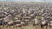 10 Days Luxury Wildebeest Migration Safari