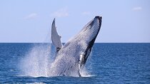 Bahía Málaga: Humpback Whale Watching in Cali - Colombia