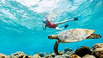 Mauritius : Swim with turtles and Port Louis Street food tour
