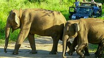 All-inclusive Sigiriya Fortress and Wildlife Safari from Colombo