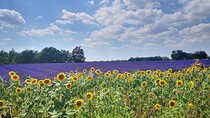 Private fullday Provence Lavender Fields