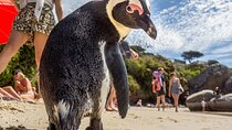 Swim with Penguins at Boulders Beach Penguin Colony