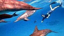 Full Day Snorkeling in Hurghada Dolphin House