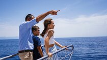 Dolphin Sightseeing Boat Tour from Benalmadena