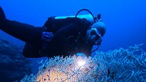 2 Hour Private Night Diving in the Red Sea of Aqaba