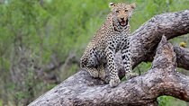 All-inclusive BIG5 Kruger Safari from Cape Town
