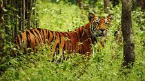 3-Day Guided Safari Tour in Chitwan National Park in Nepal