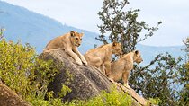  3 Days 2 Nights Masai Mara Standard Safari