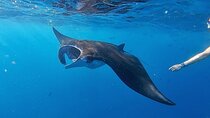 Day Tour and Snorkeling With Manta Rays to Lembongan From Bali