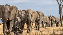 3 Days Amboseli National Park and Tsavo West Adventure Safari