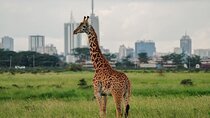 Discover Nairobi National Park, Africa's Only Urban Safari