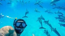 Swimming with Dolphins and Banana Boat Sea Trip Day Experience - Hurghada