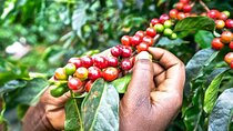 Private Half-Day Tour in Fairview Coffee Farm from Nairobi