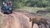 2 Days, 1 Night, Private Jaipur to Ranthambore Guided Tour