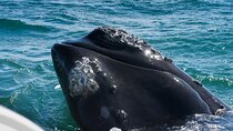Full-Day Private Hermanus Whale Watching Tour from Capetown