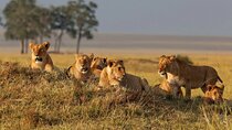 7 Days Wildlife & Lake Eyasi Safari Experience 