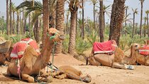 Sunset Camel Ride Experience in Marrakech Palmeraie 