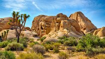 Joshua Tree's Hidden Valley Self-Guided Walking Tour