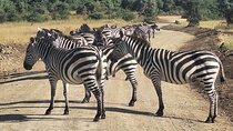 Nairobi National Park and Giraffe Centre Guided Safari Tour