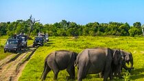All-inclusive Polonnaruwa city tour and wild safari from Kandy