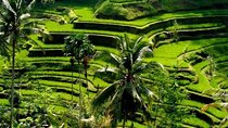 Full Day Ubud Tour Visit Waterfall, Monkey Forest, Rice Terrace