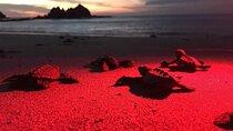 Baby Turtle Release, Night Walk, from Dreams Las Mareas, El Jobo