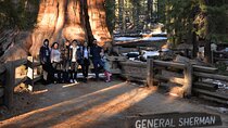 Private Day Tour to Sequoia and Kings Canyon Parks From LA