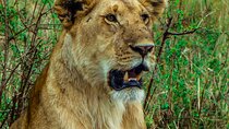 4 Days Safari to Masai Mara National Reserve and Lake Nakuru Park