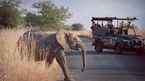 Game Drive in Zimbabwe