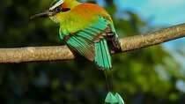 Birdwatching tour in Carara National Park