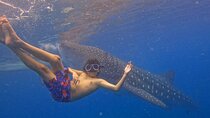 Oslob Whale Shark & Moalboal Sardines & Turtle Private Tour
