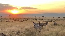 4 Days Safari Tour Masaai Mara And Lake Nakuru.