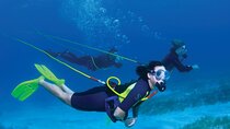 Punta Cana Catamaran Adventure: Hookah Diving, Snorkeling & Party