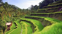 Ubud Tour - Best of Ubud - All Inclusive