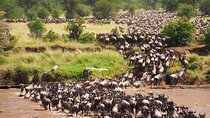 6 Days Ndutu Wildebeest Migration Dec-March