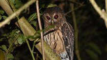 Group Guided Night Walking Tour in Monteverde