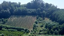Private Guided Tour to Pisa and local Wine Farm from Livorno port