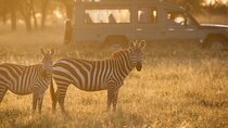 4-Day Serengeti, Ngorongoro, & Lake Manyara Budget Tour