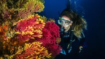 Guided Scuba Diving Adventure in Jumeirah Dubai
