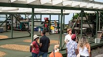 Kona Coffee Farm Tour