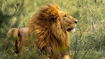 7 Days Simba Luxury Adventure Safari with Transfer