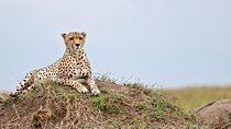 3 Days, 2 Nights Safari - Maasai Mara from Nairobi/Kisumu